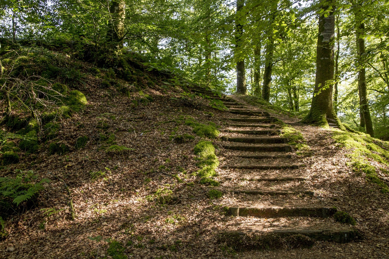 Forêt Domaniale de Saint-Sever-Calvados, Noues de Sienne - photo 6