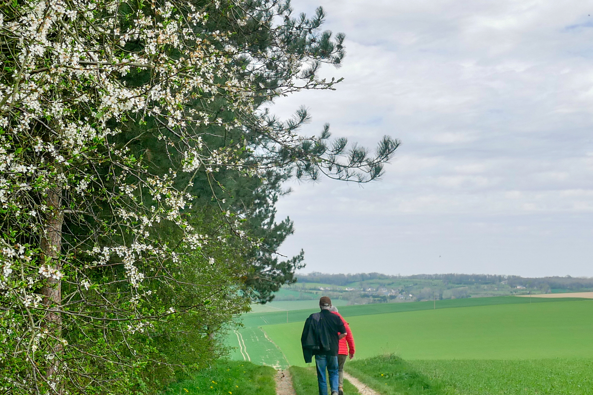 Randonnée châtaignes à Sainte Marie Laumont, Souleuvre en Bocage