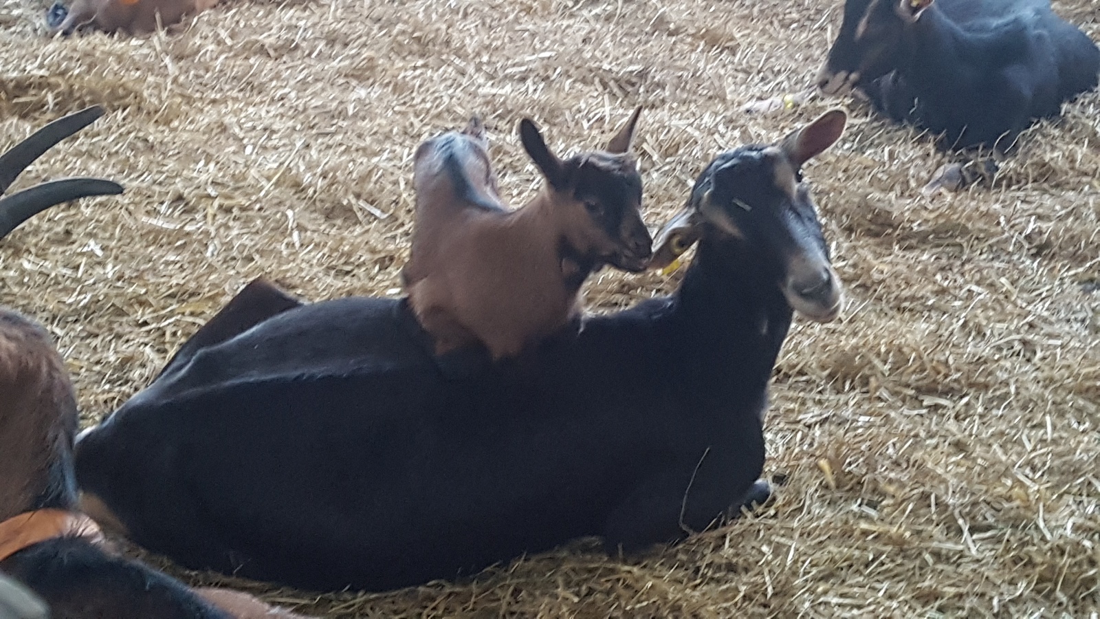 La Ferme de la Chevrière, Le Mesnil-Eudes - photo 2