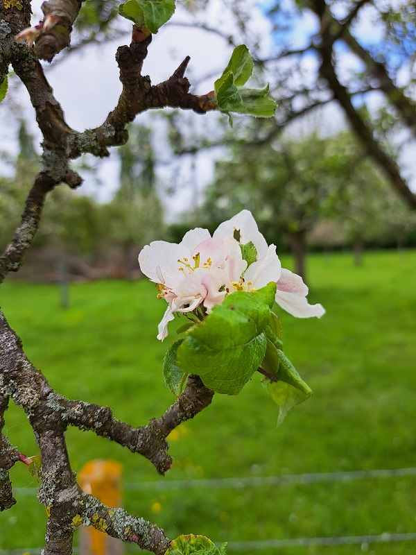 Domaine de la pommeraie — photo 2