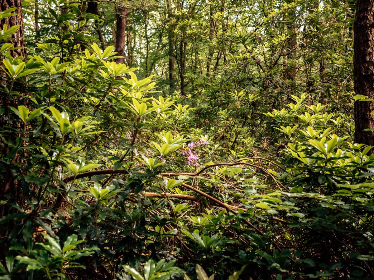 Sortie nature - Mystérieuse forêt automnale