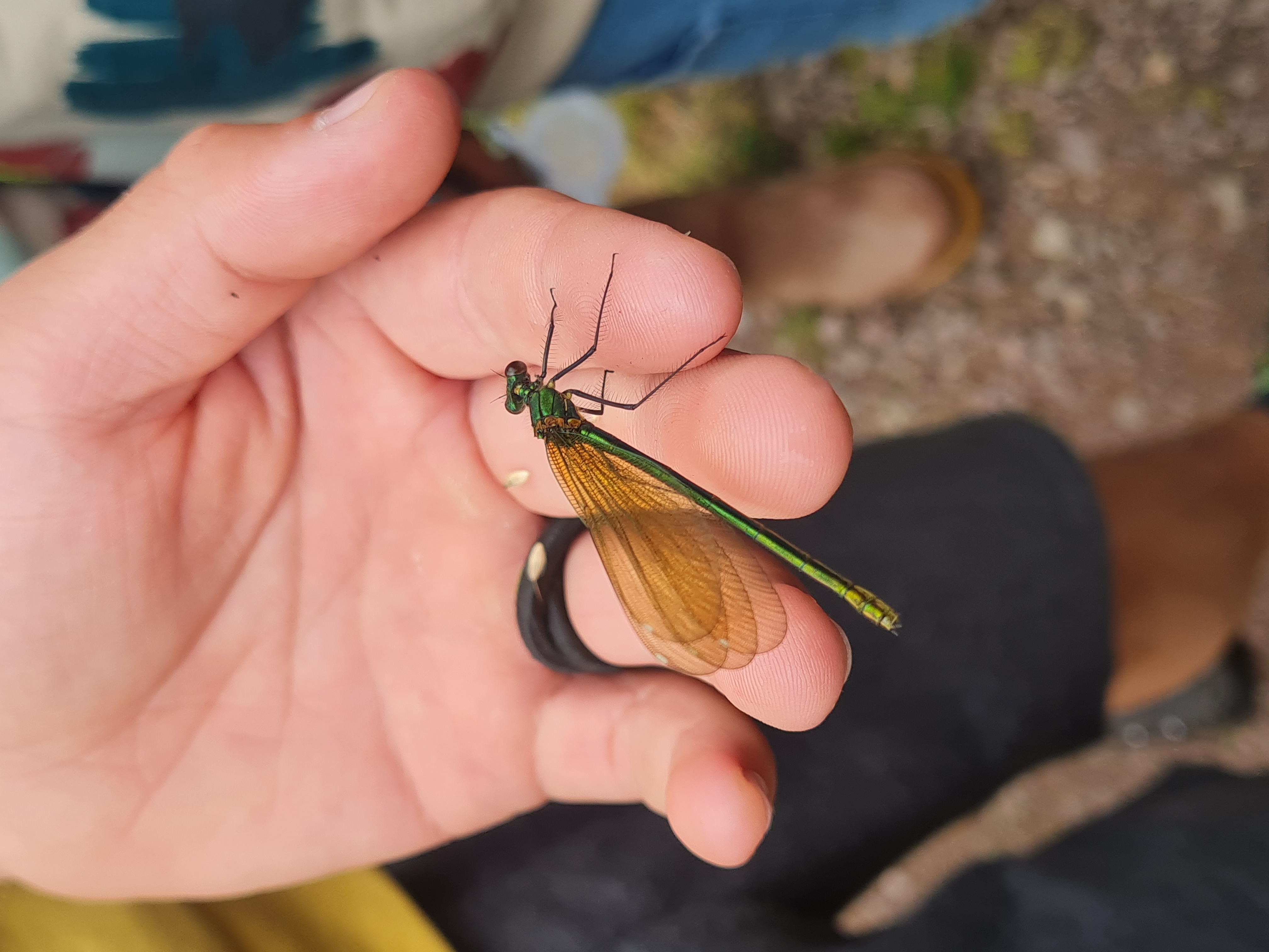 La richesse faunistique du marais de la vallée de l’Aure.