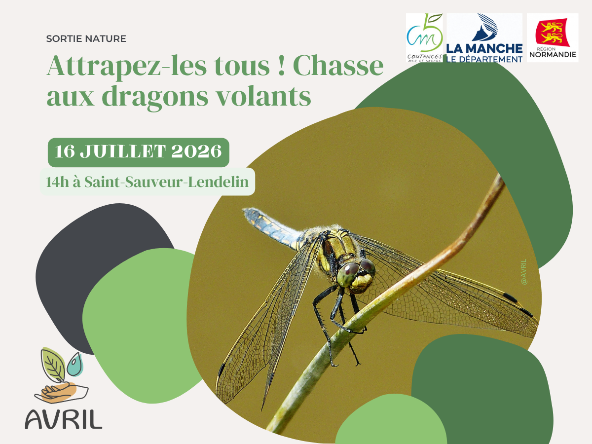 Attrapez les tous ! Chasse aux dragons volants — visuel événement
