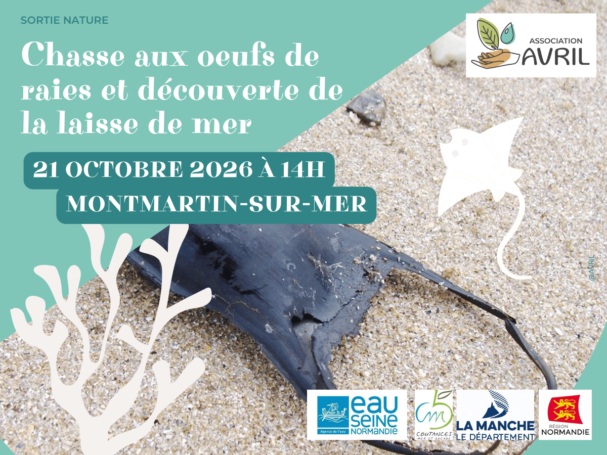 Chasse aux oeufs de raies et découverte de la laisse de mer