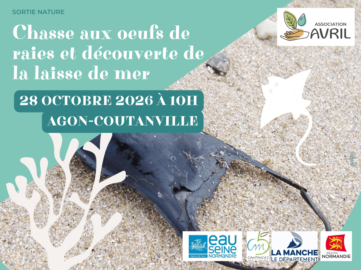 Chasse aux oeufs de raies et découverte de la laisse de mer
