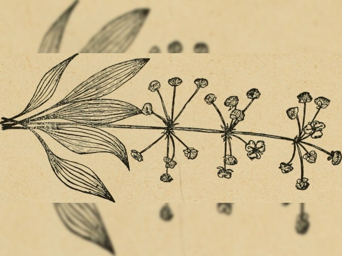 Atelier "Herbier dessiné de nos plantes compagnes"