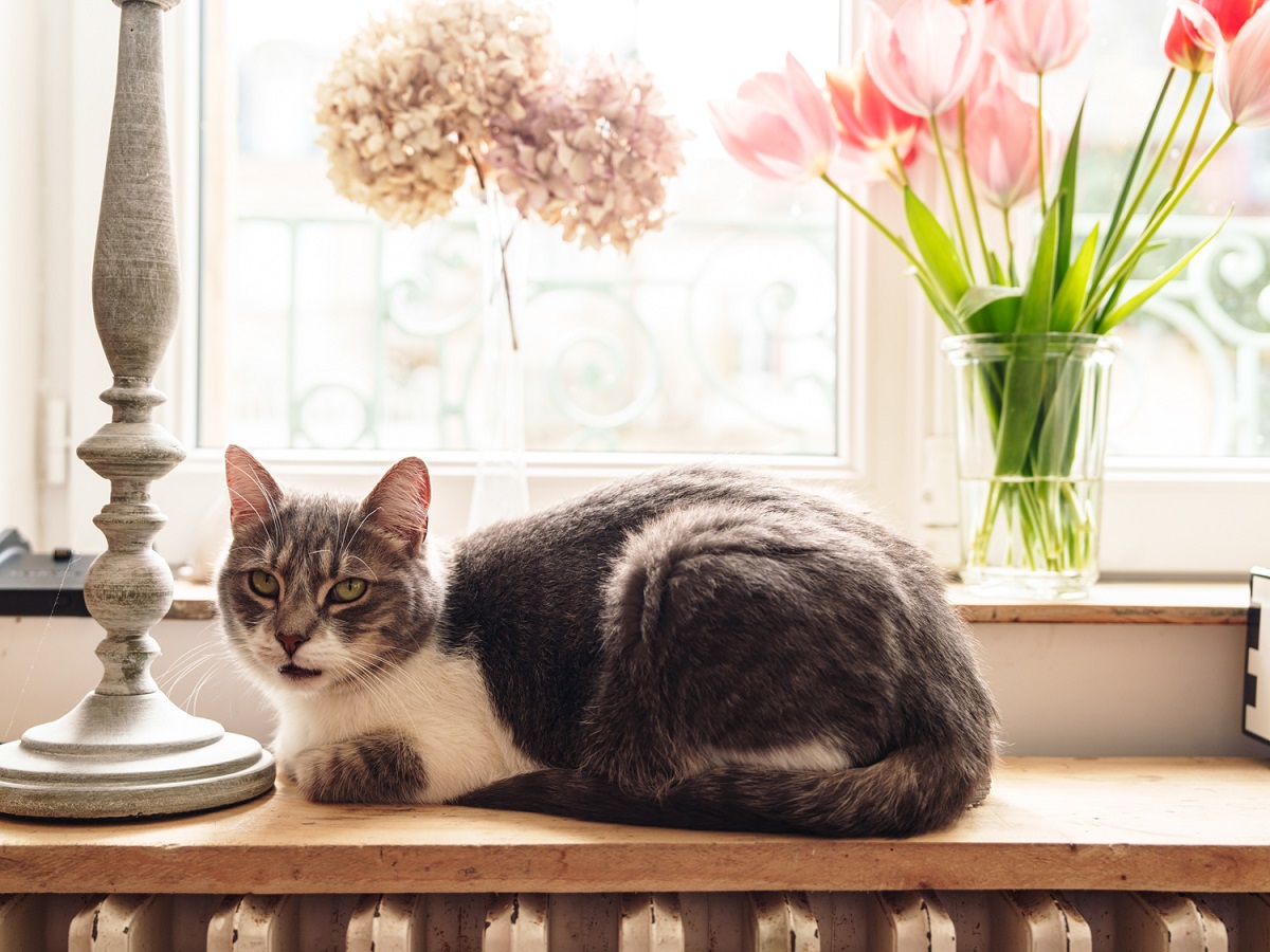 La Cantellerie-Les Mésanges, Courseulles-sur-Mer - photo 12