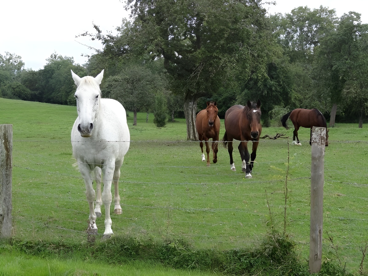 La Bouillerie du Gadage, Mézidon Vallée d'Auge - photo 5