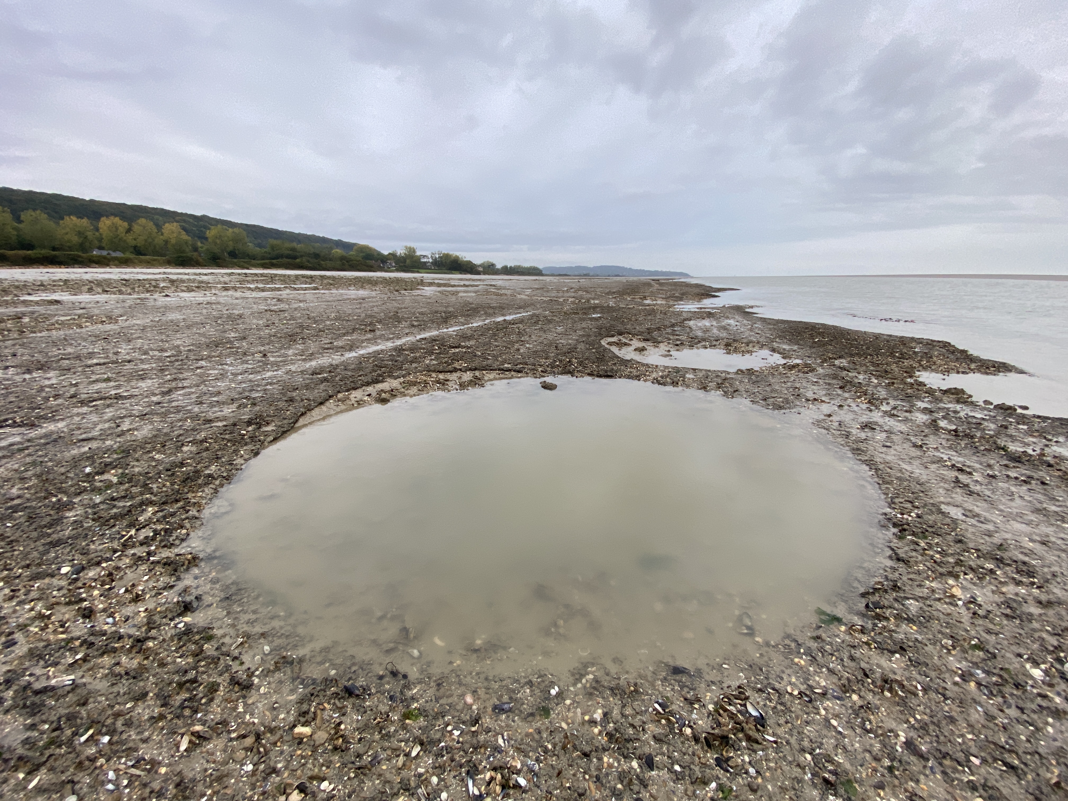 Les oiseaux du littoral