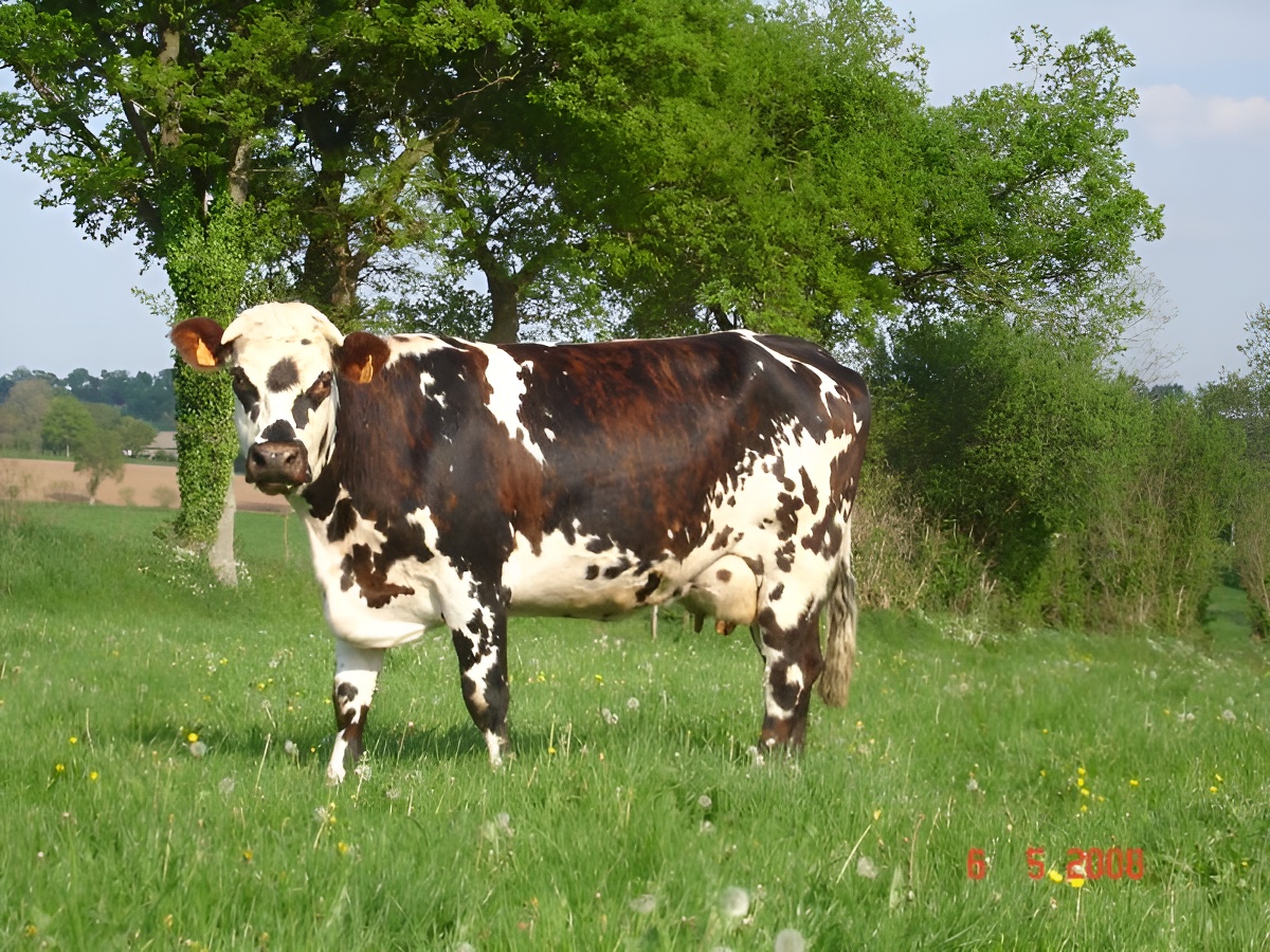 Ecogîte de la Ferme Naturellement Normande, Landelles-et-Coupigny - photo 15