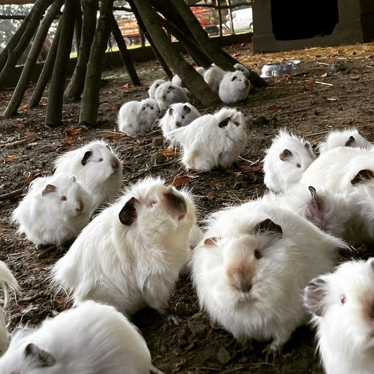 Ferme pédagogique de Ouézy, Ouézy - photo 26