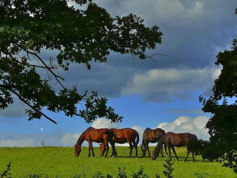 Les cottages de Boissey - Le Grand Cottage