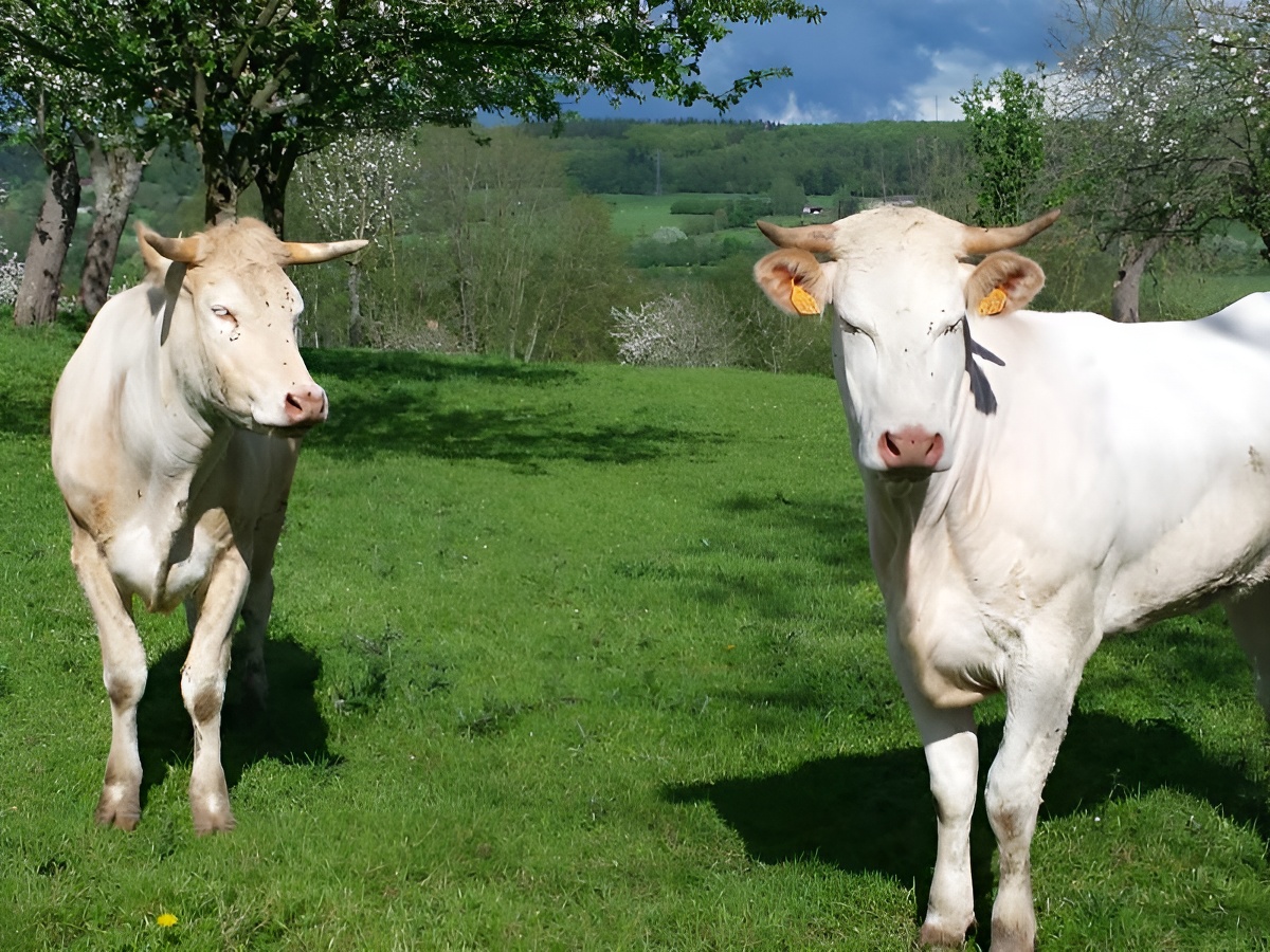 Pressoir la Fontaine Poulain, Coquainvilliers - photo 5
