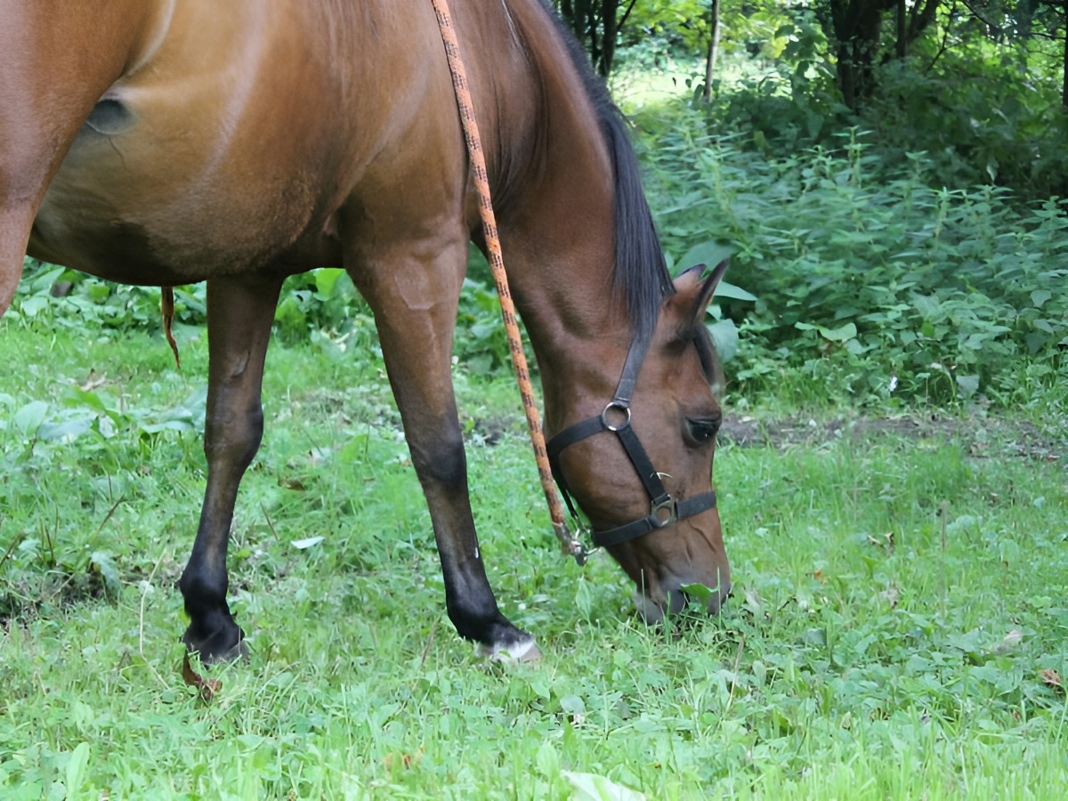 La Chaumière aux Faisans, Ablon - photo 9