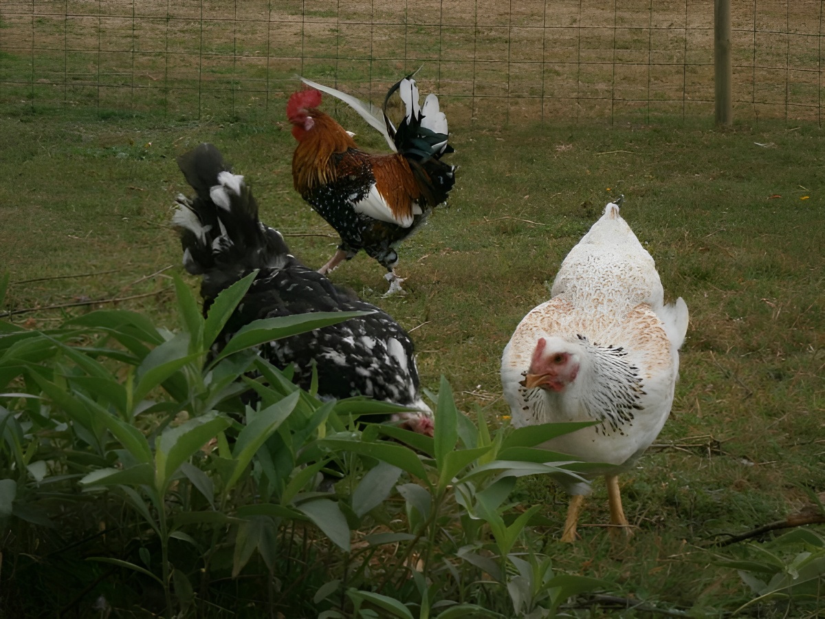 Aux Trois Petites Poules, Saint-Désir - photo 18