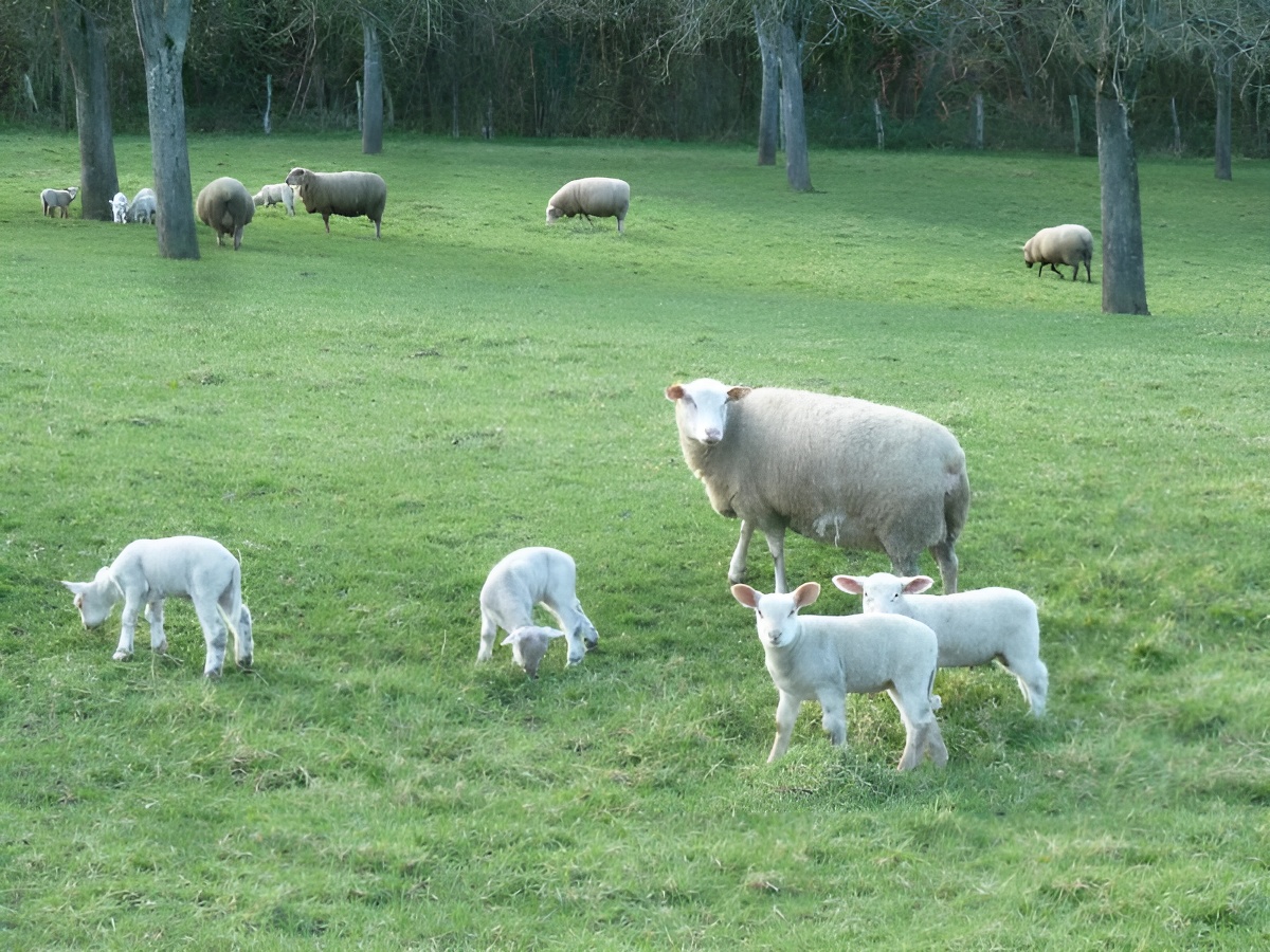 L'Écostils, Mézidon Vallée d'Auge - photo 13