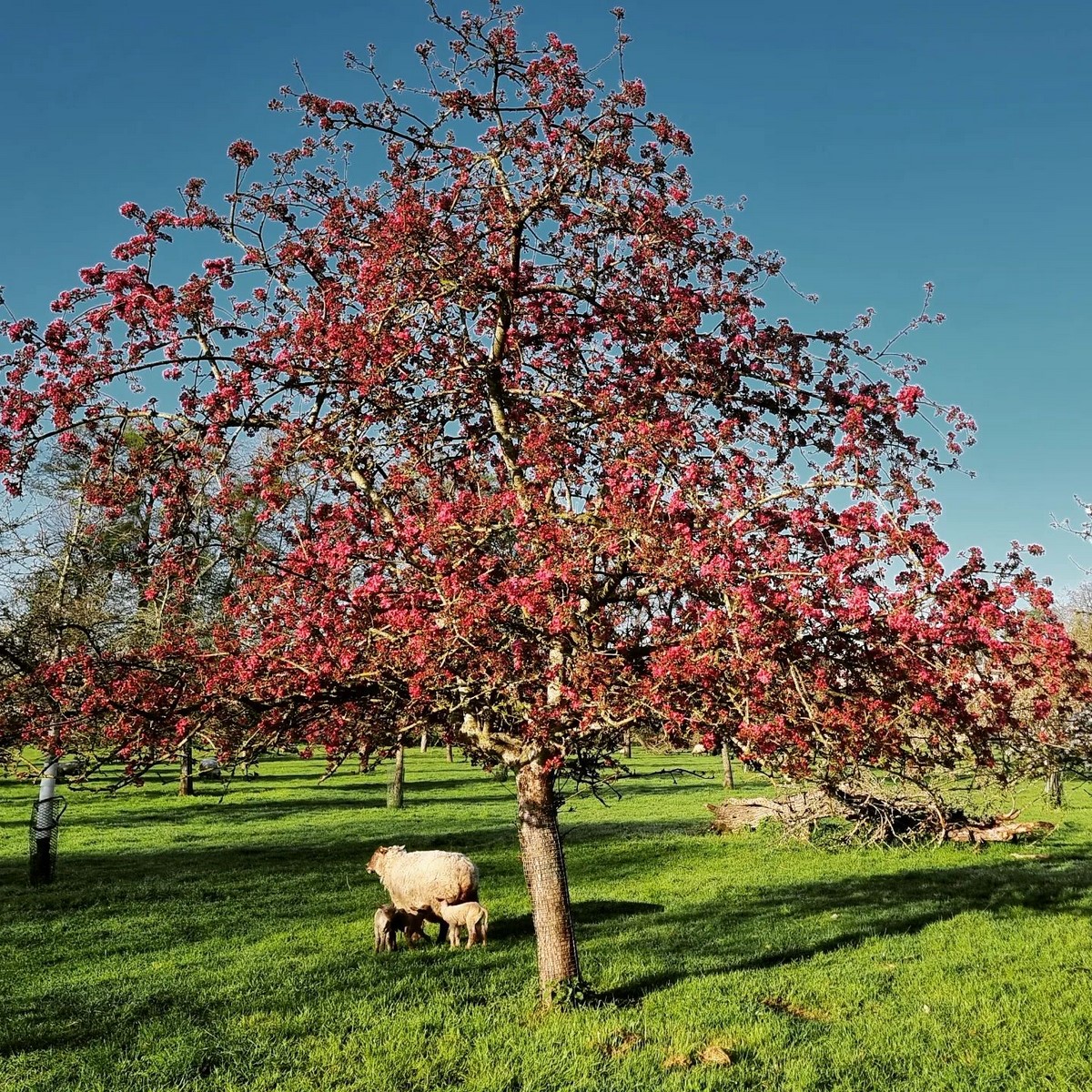 Ferme pédagogique de Ouézy, Ouézy - photo 24