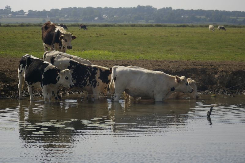 Les Bateliers des Marais du Cotentin > Location de barques électriques, Carentan-les-Marais - photo 17