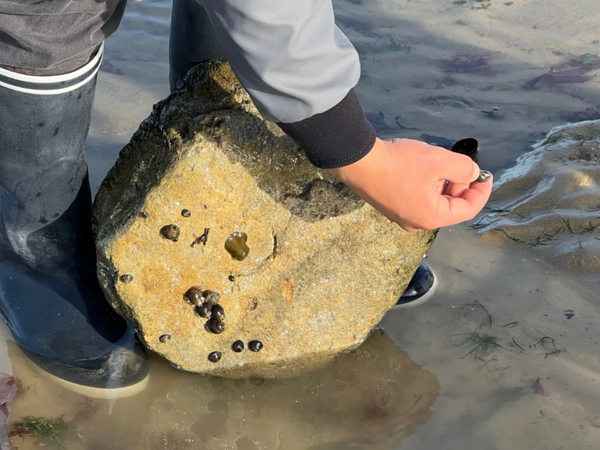 Sorties pêche à pied et découverte de l'estran, Luc-sur-Mer - photo 4