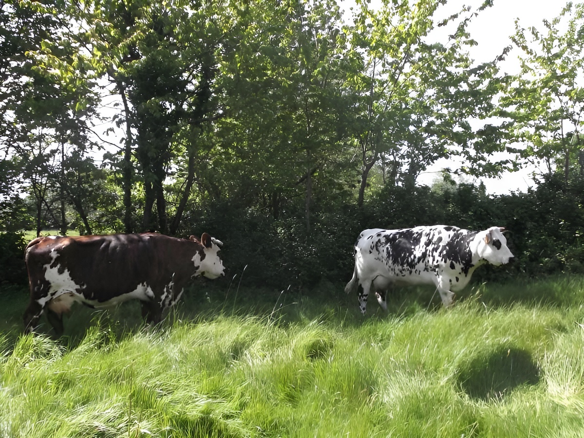 Ferme Saint-Blaise, Isigny-sur-Mer - photo 17