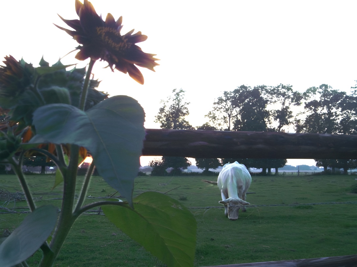 La Ferme des Châtaigniers, Vienne-en-Bessin - photo 7