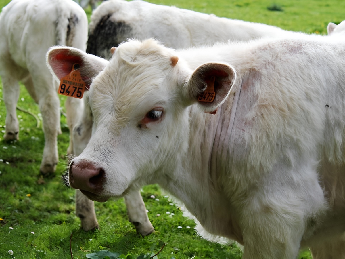 La Ferme des Châtaigniers, Vienne-en-Bessin - photo 4
