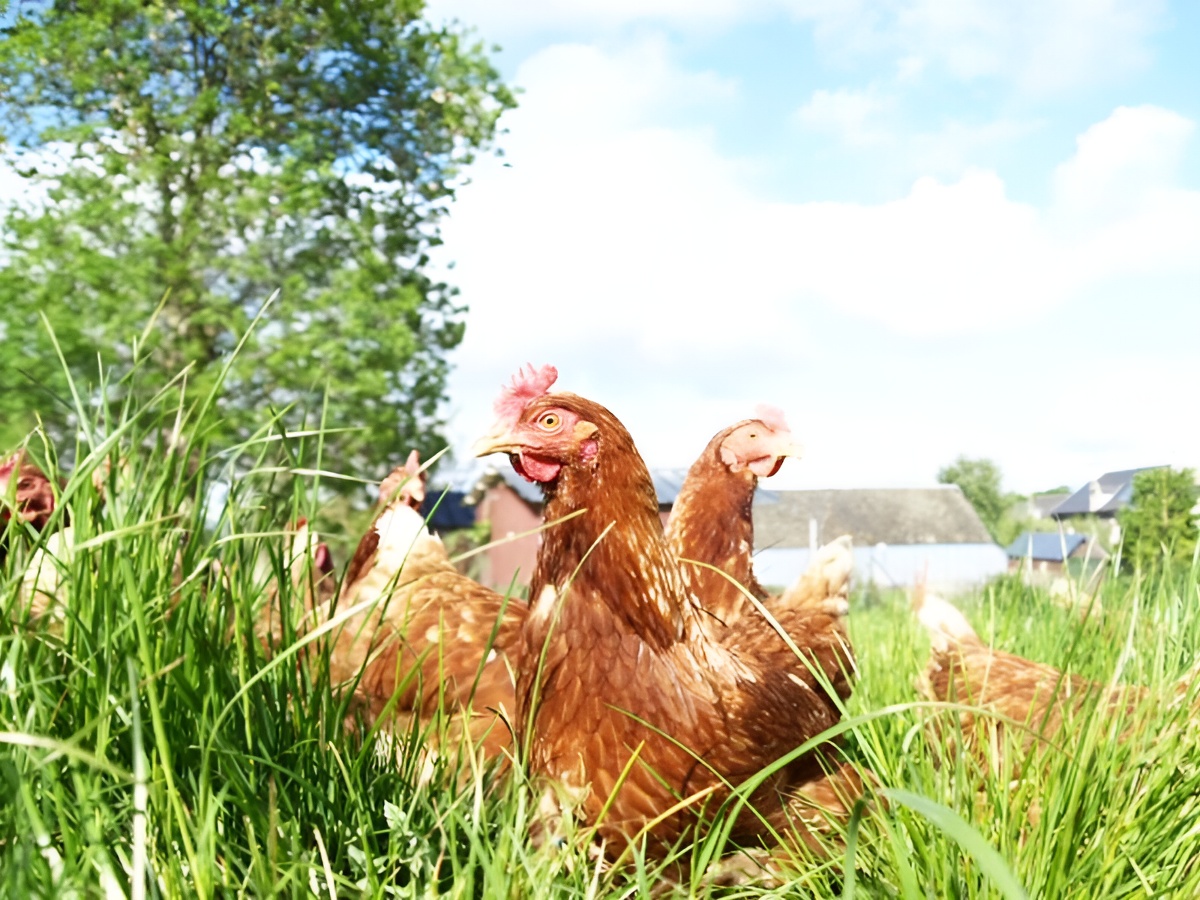 Ferme écologique du Val Fleuri, Castillon - photo 7
