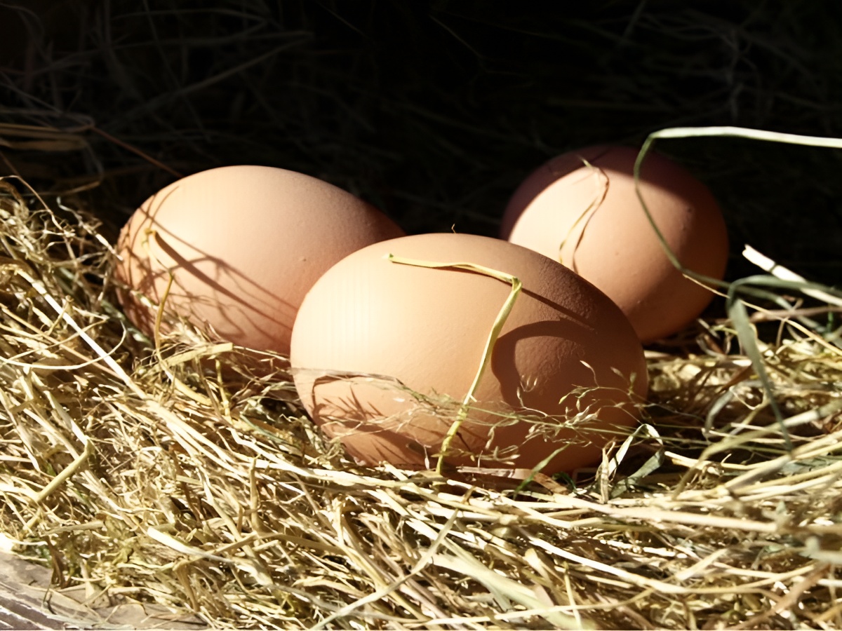 Ferme écologique du Val Fleuri, Castillon - photo 12
