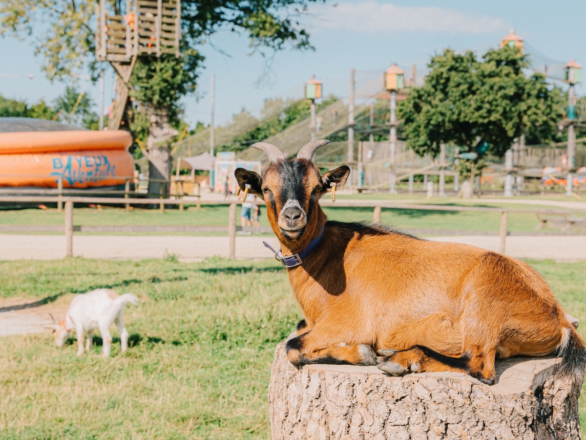 Bayeux aventure, Cussy - photo 3