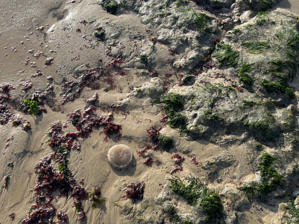 Sorties pêche à pied et découverte de l'estran, Luc-sur-Mer - photo 2
