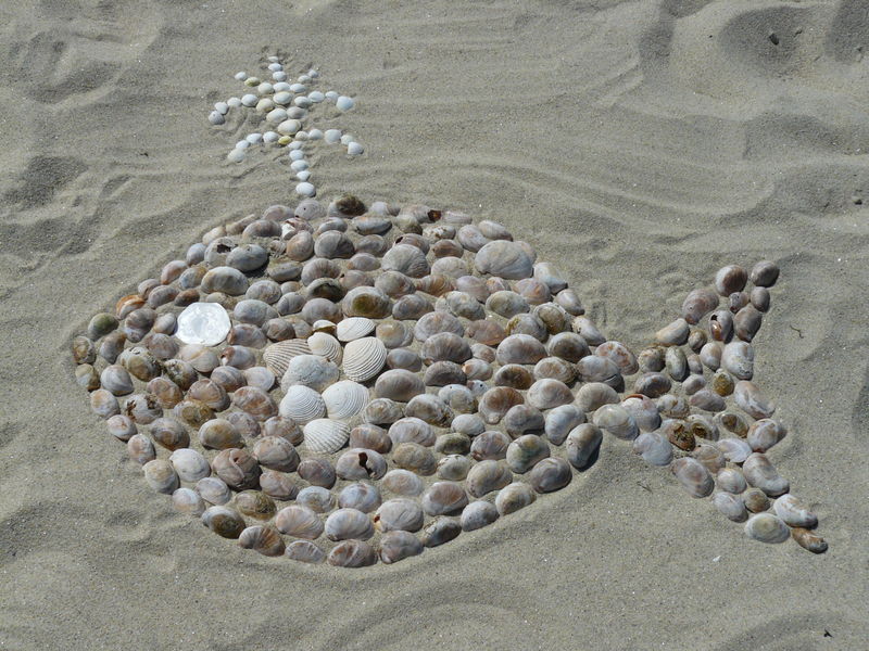Balade découverte sur la plage d'Hermanville (comprend un atelier cerf volant) - photo 4