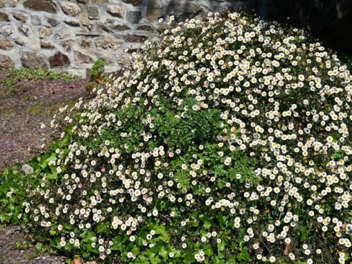 Hôtel La Demeure du Perron, Quettehou - photo 11