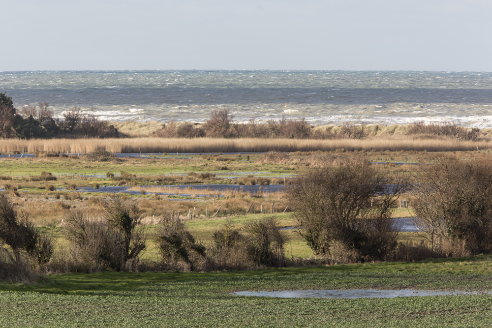 Mais qui se cachent dans ce marais de Ver-sur-Mer/ Meuvaines ?