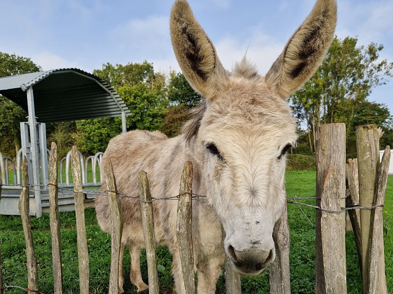 Asinerie Lisane - photo 4