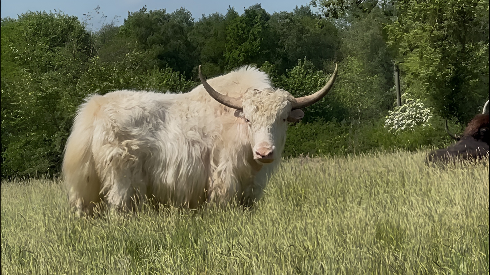 Le Parc du Yack Blanc