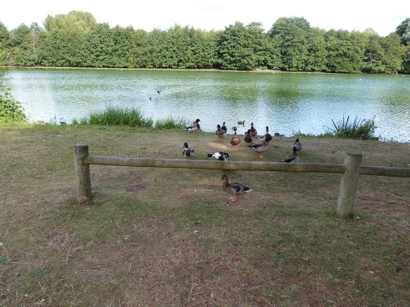 Aire de Pique Nique > Mare de L'essay - photo 3