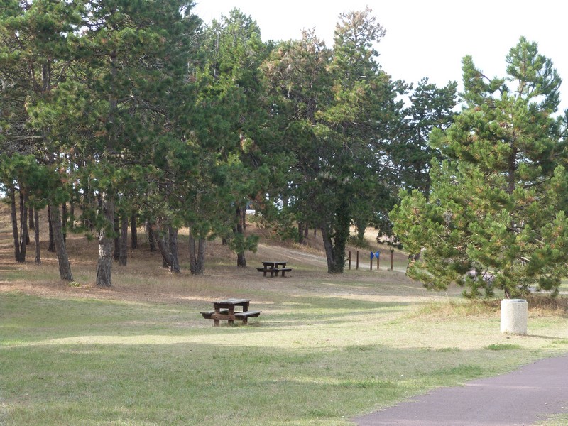 Aire de Pique Nique > Petit bois de pins - photo 3