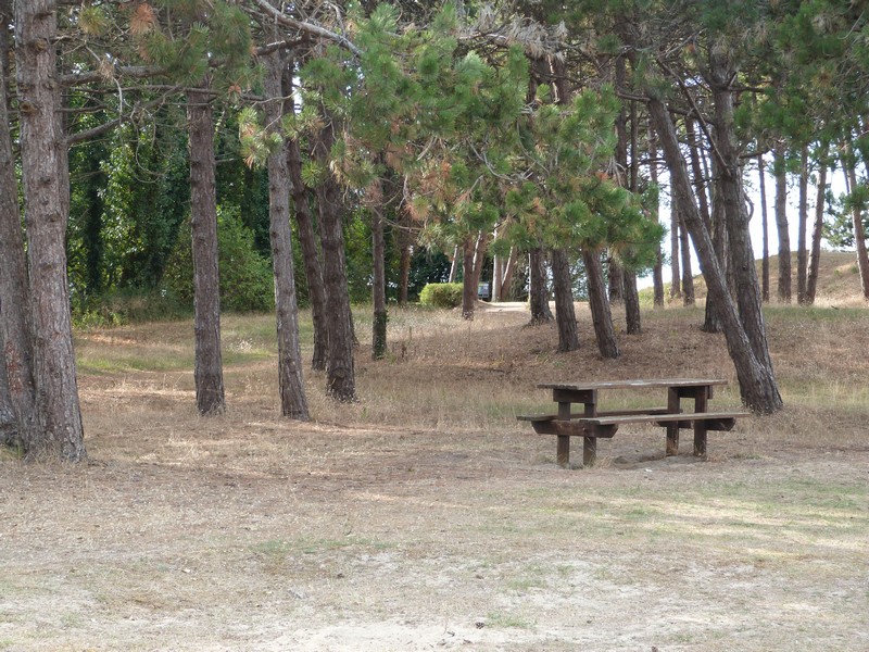 Aire de Pique Nique > Petit bois de pins - photo 5