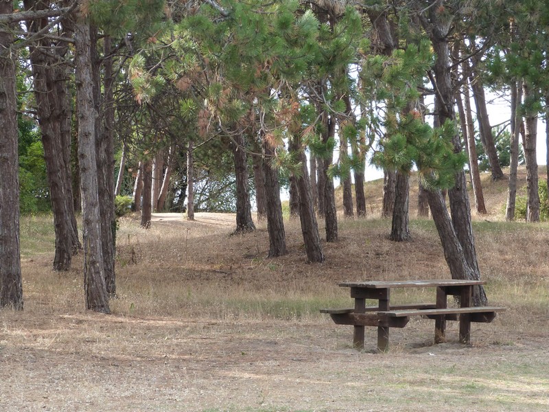 Aire de Pique Nique > Petit bois de pins - photo 4