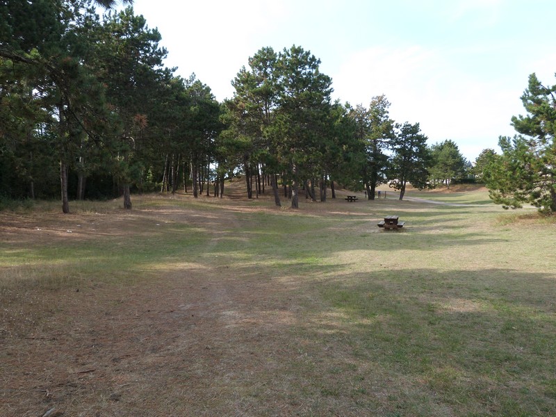 Aire de Pique Nique > Petit bois de pins - photo 2