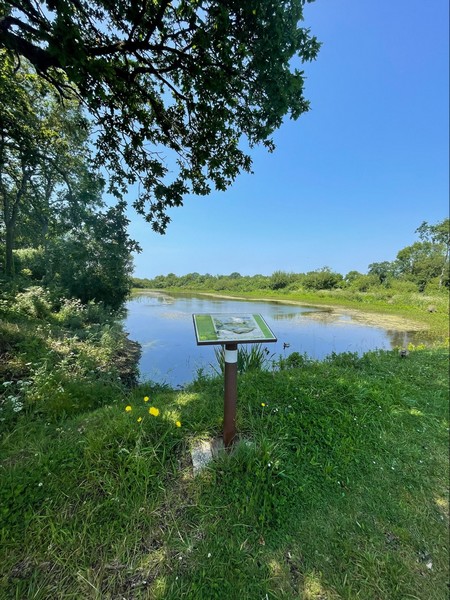 Aire de pique-nique > La mare aux grenouilles - photo 3