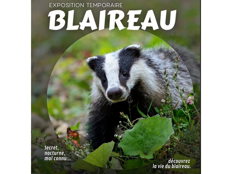 Exposition – Blaireau