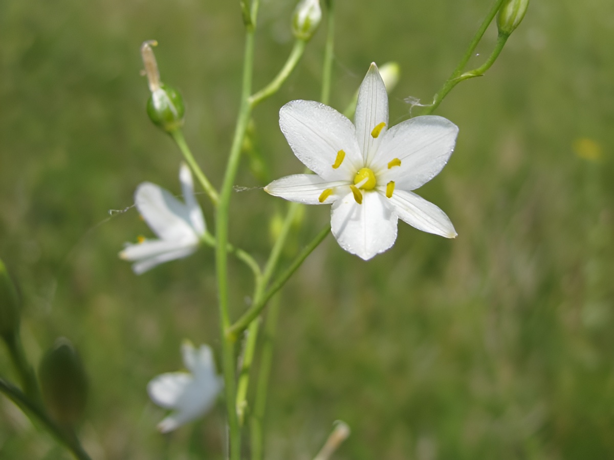 Les monts d'Eraines - Réserve Naturelle Nationale du Côteau de Mesnil-Soleil, Damblainville - photo 5