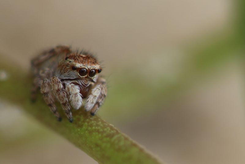 Atelier nature (3-5 ans) : le monde fascinant des insectes