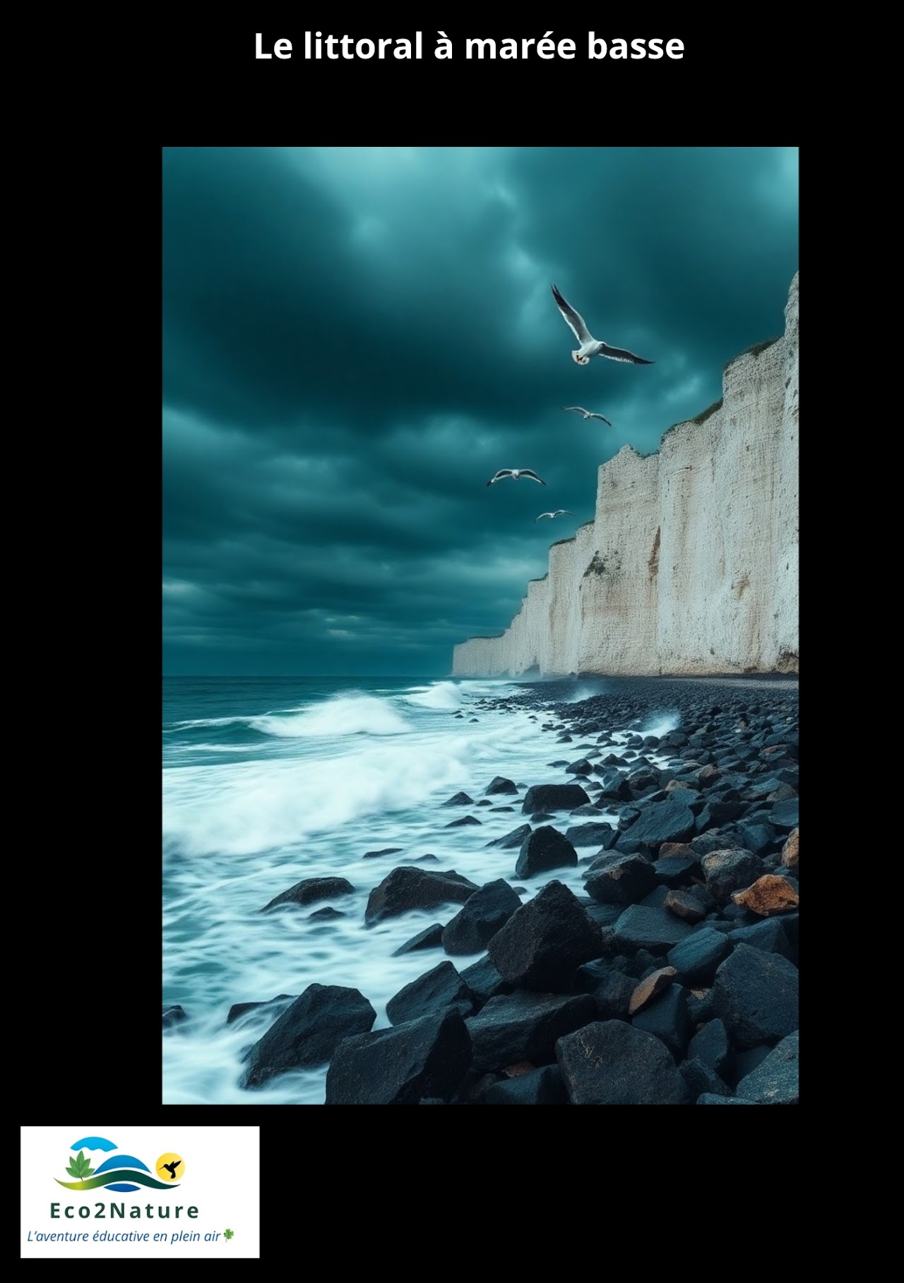 [Balade nature] Le littoral à marée basse (grande marée)