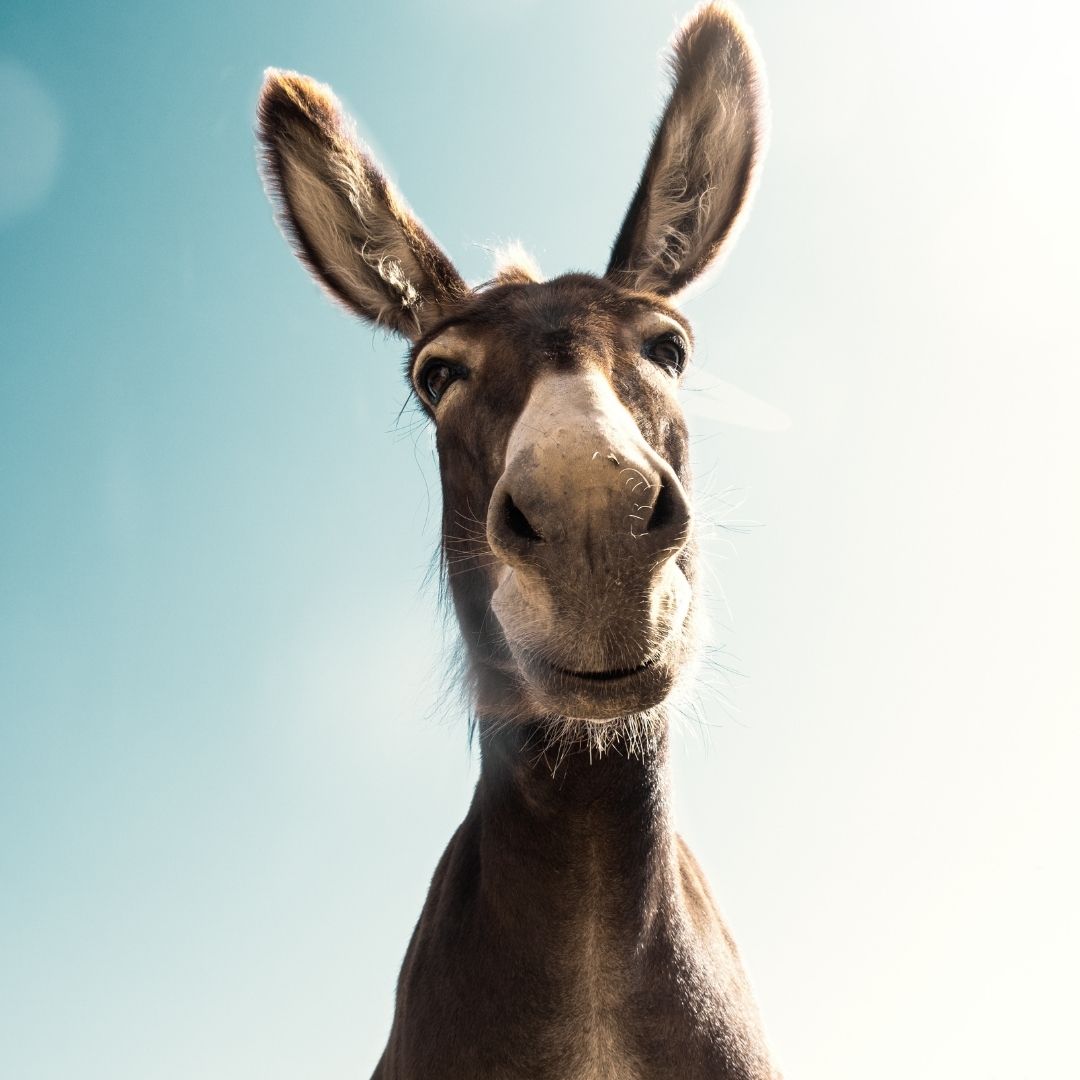 Exposition "Expressions animales"