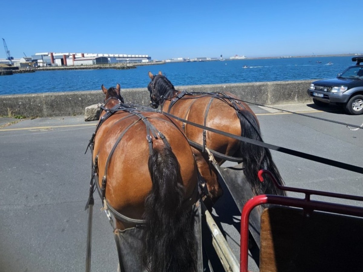Balades attelées à Cherbourg-en-Cotentin - photo 3