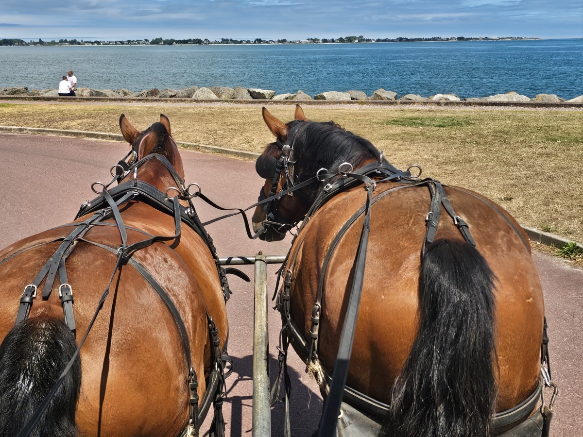 Balades attelées à Saint-Vaast-la-Hougue - photo 3