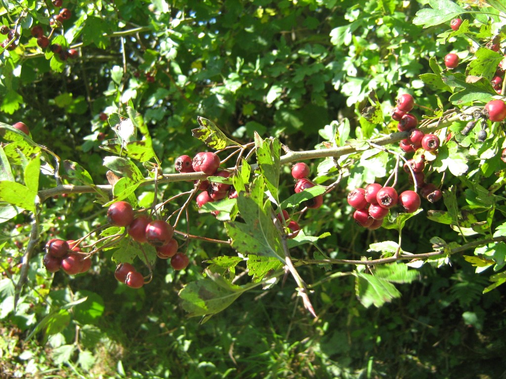 Auprès de mon arbre
