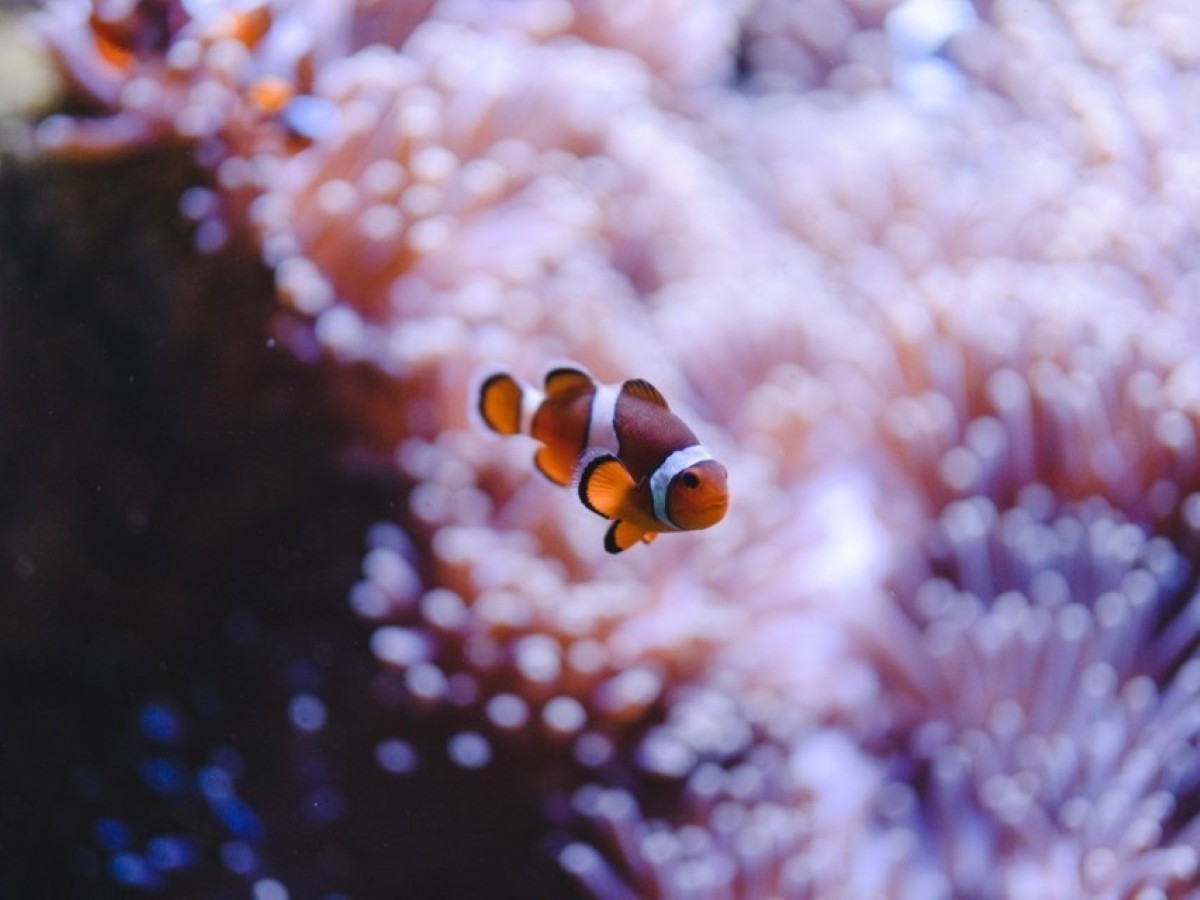 La Cité de la Mer, Cherbourg-en-Cotentin - photo 15